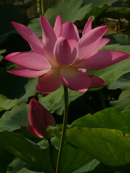 Lotus est un symbole de pure — Photo