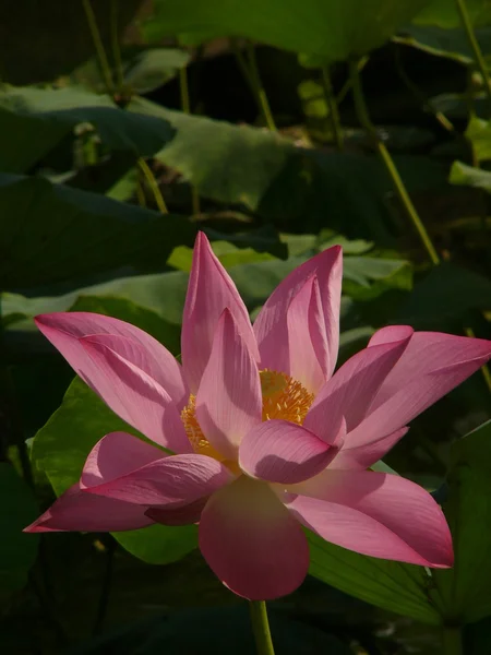 Lotus είναι ένα σύμβολο της καθαρής — Φωτογραφία Αρχείου