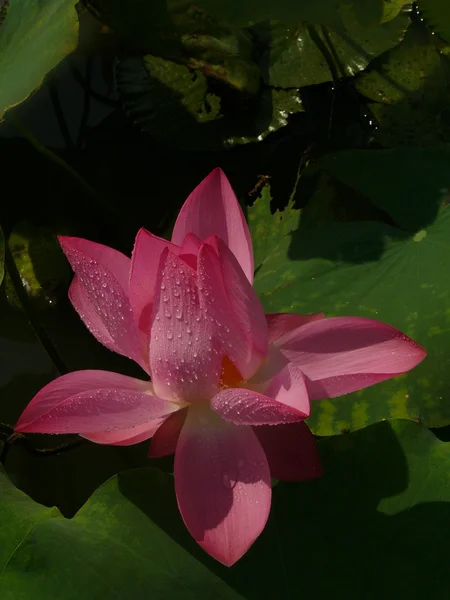 Lotus is a symbol of pure — Stock Photo, Image