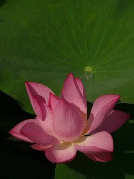 Lotus é um símbolo de puro — Fotografia de Stock