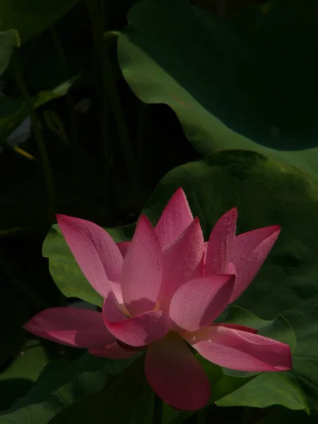 Lotus is een symbool van pure — Stockfoto
