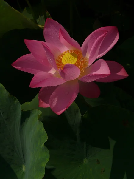 Lotus é um símbolo de puro — Fotografia de Stock