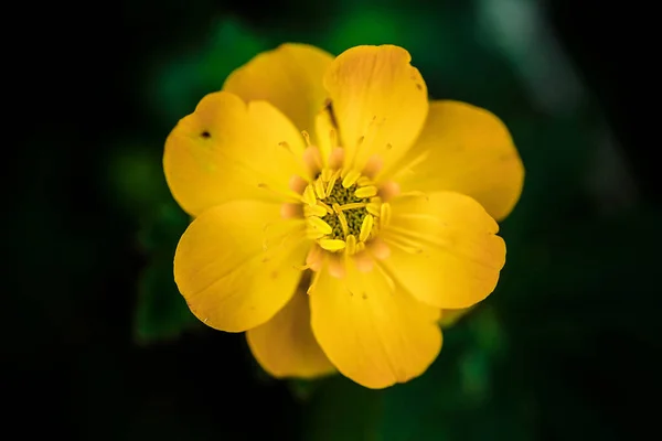 Kleiner Berg Gelbe Blume — Stockfoto