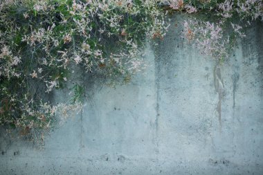 Çiçekli beton duvar