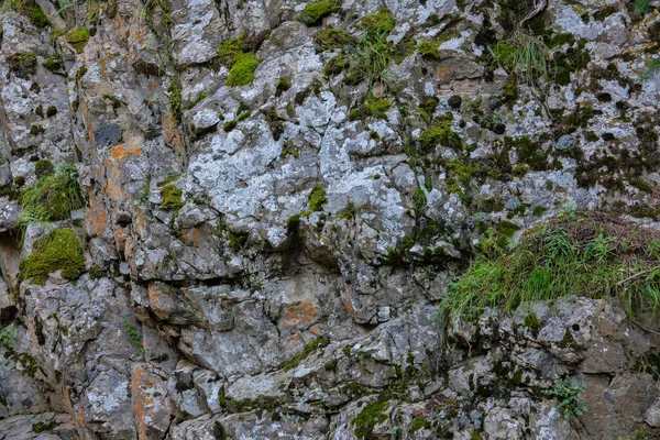 Textura Roca Con Hierba —  Fotos de Stock