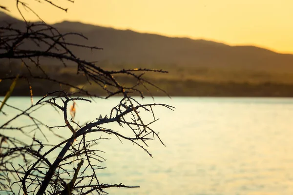 Ramas Secas Atardecer Imágenes de stock libres de derechos