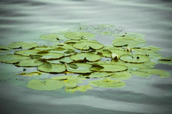 Bunga Lotus Tumbuh Atas Air — Stok Foto