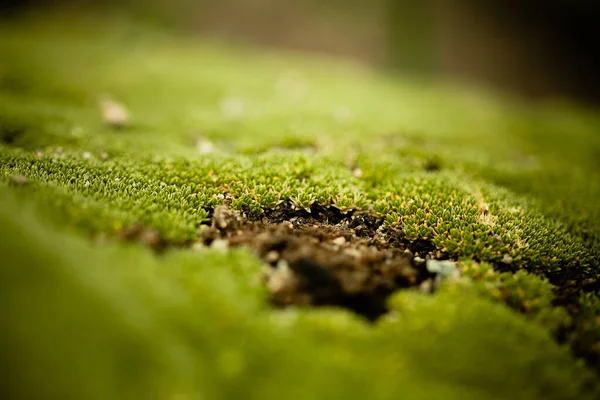 Moss Creciendo Sobre Piedras —  Fotos de Stock