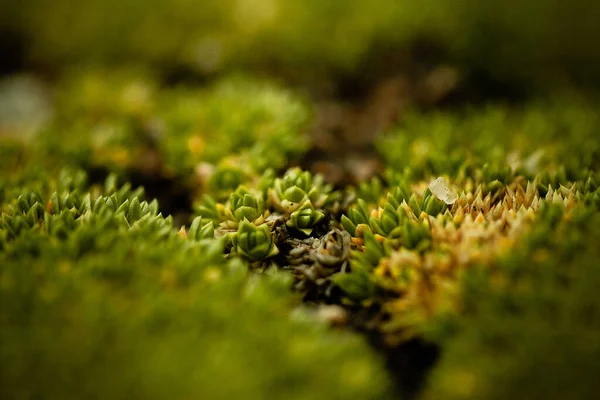 Moss Creciendo Sobre Piedras —  Fotos de Stock