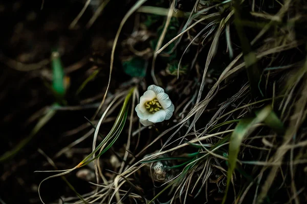 Mały Górski Biały Kwiat — Zdjęcie stockowe