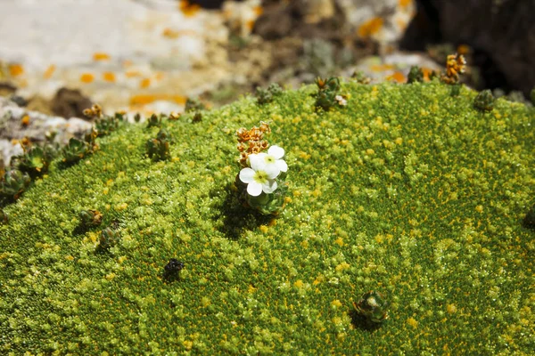 Flores Blancas Moss Creciendo Sobre Piedras Las Tierras Altas —  Fotos de Stock