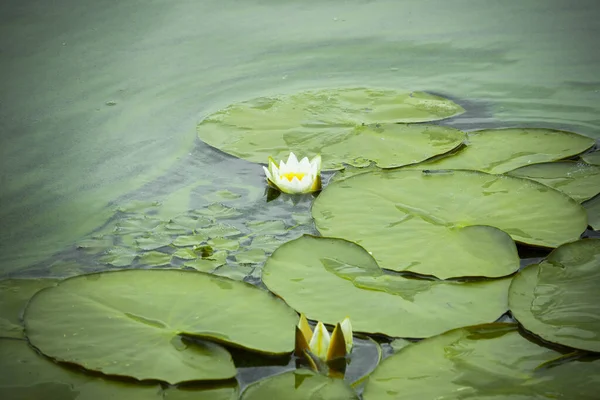 Bunga Teratai Putih Tumbuh Atas Air — Stok Foto