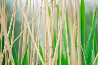 Yeşil yapraklı kuru sazlıklar.