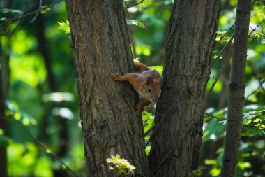 Sincap Ağaçta Oturur