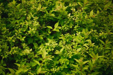 Genç bir çalılığın dokusu