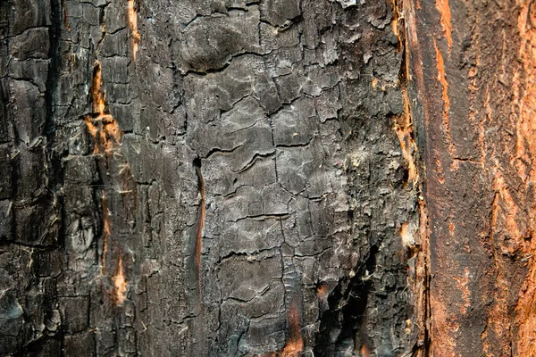 burnt tree bark texture