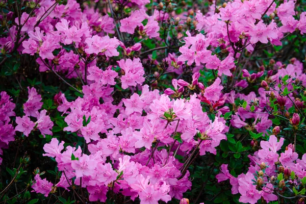 Krzew Purpurowych Kwiatów — Zdjęcie stockowe