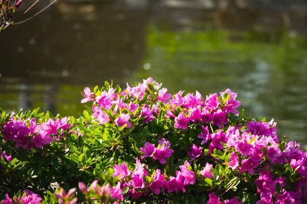 Krzew Liliowymi Kwiatami — Zdjęcie stockowe