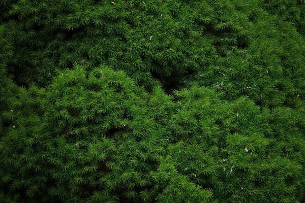 Una Consistenza Rami Conifere — Foto Stock