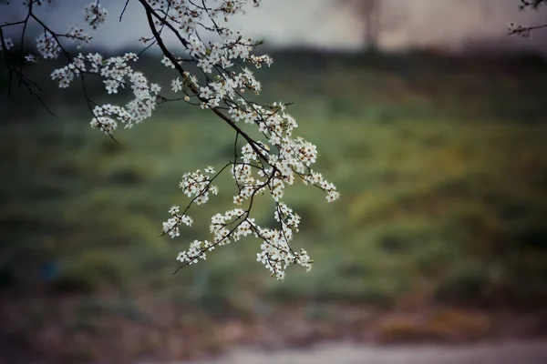 Ramo Árvore Fruto Florido — Fotografia de Stock