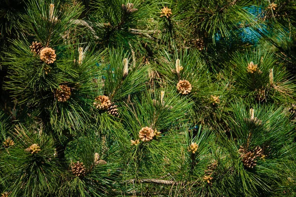 Large Cones Conifer — Stock Photo, Image