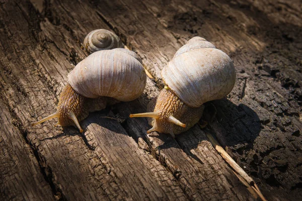 Dos Caracoles Grandes Sobre Fondo Madera — Foto de Stock