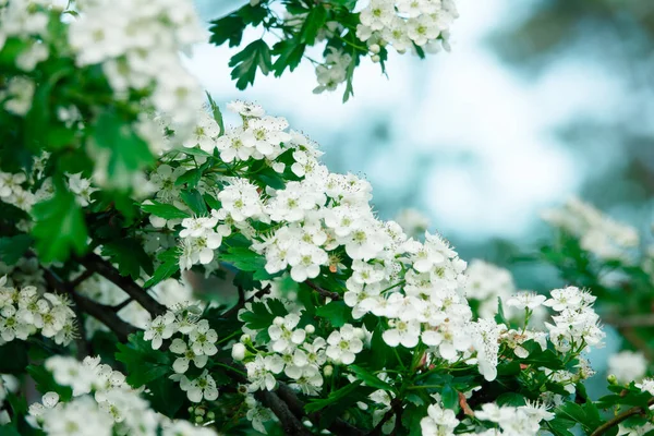 一丛丛的白花 — 图库照片