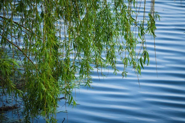 Cabang Willow Tergantung Atas Air — Stok Foto