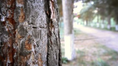 Bir ağacın gövdesi.