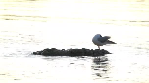 一只海鸥在浮出水面的石头上清洗它的羽毛 — 图库视频影像