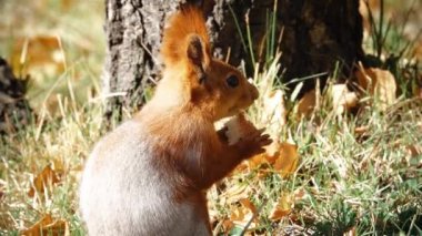 Bir Sincap Ekmek Yiyor