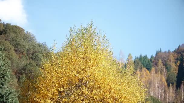 Jesienny Krajobraz Tle Błękitnego Nieba — Wideo stockowe