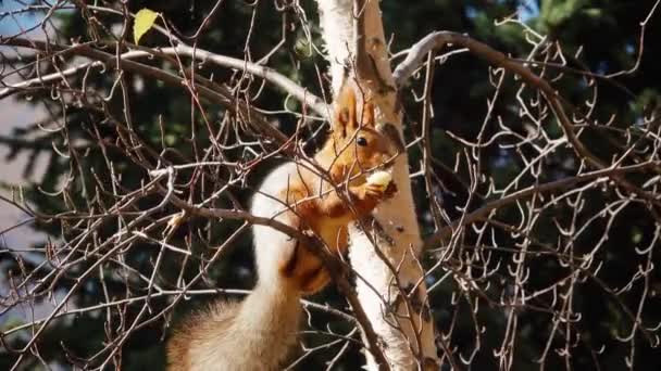 Σκίουρος Τρώει Ένα Δέντρο — Αρχείο Βίντεο