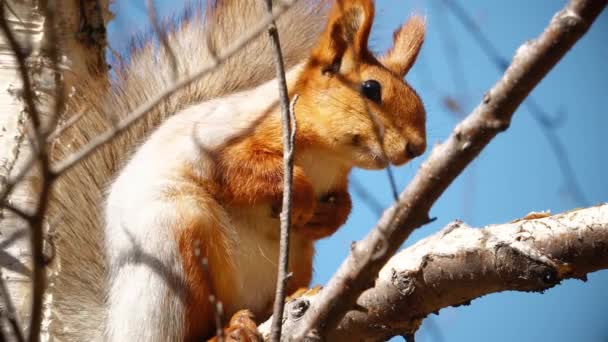Veverița Stă Copac — Videoclip de stoc