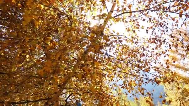 Gelbe Herbstblätter Durch Die Sonnenstrahlen — Stockvideo