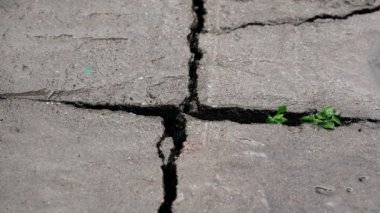 Yağmurda çatlamış beton zemin