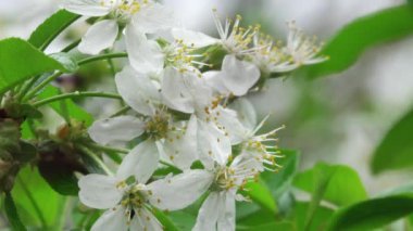Kiraz ağacı çiçekleri. Yakın plan.
