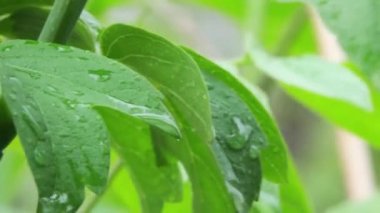 Bahar Akçaağaç 'ı yağmur damlalarıyla doldurur. Yakın plan.