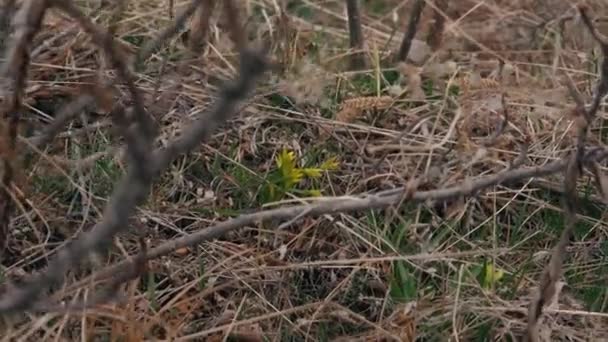 女孩摘下一朵黄色的小花 — 图库视频影像