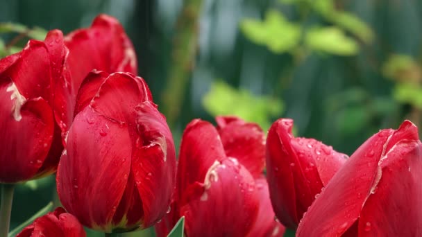 Rode Tulpen Met Regendruppels — Stockvideo