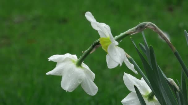 Vit Blomma Narcissus — Stockvideo