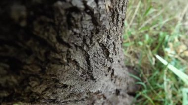 Büyük bir ağaç gövdesi.