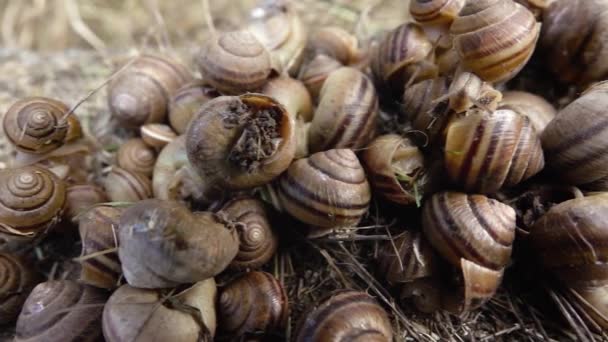 Viele Große Muscheln — Stockvideo