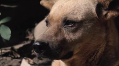 Köpek kuş kafesinde yatar ve etrafa bakar.