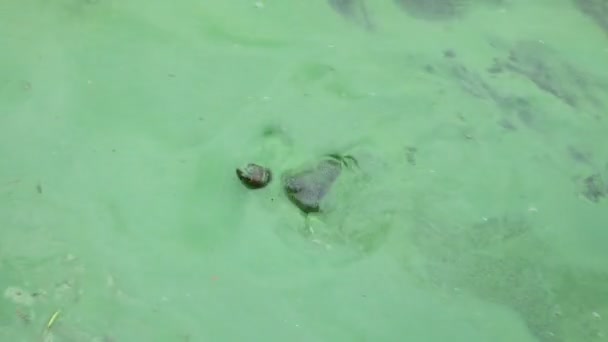 藻のいる水中の水鳥のカメ — ストック動画