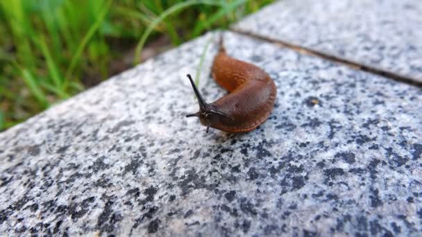 Schnecke Kriecht Auf Marmorbordstein — Stockvideo