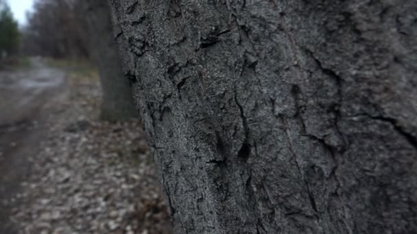 一棵大树的叫声 — 图库视频影像