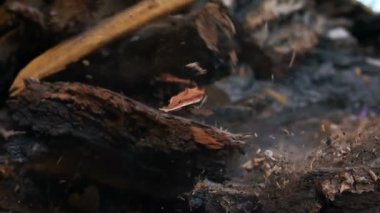 Düşen odun parçaları