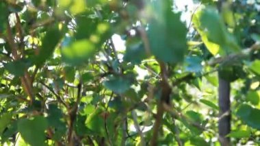 Genç Ağacın Yeşil Yaprakları