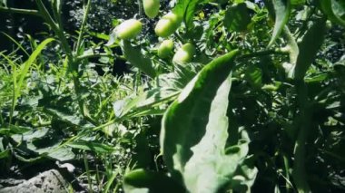 Bahçede olgunlaşmamış domates yetişiyor.